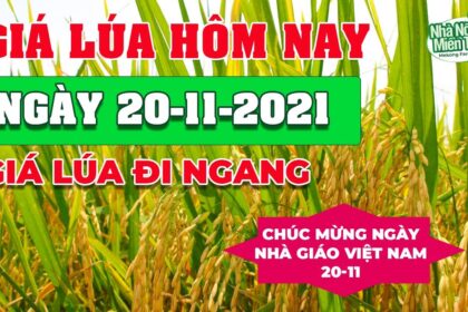 rice and paddy prices today