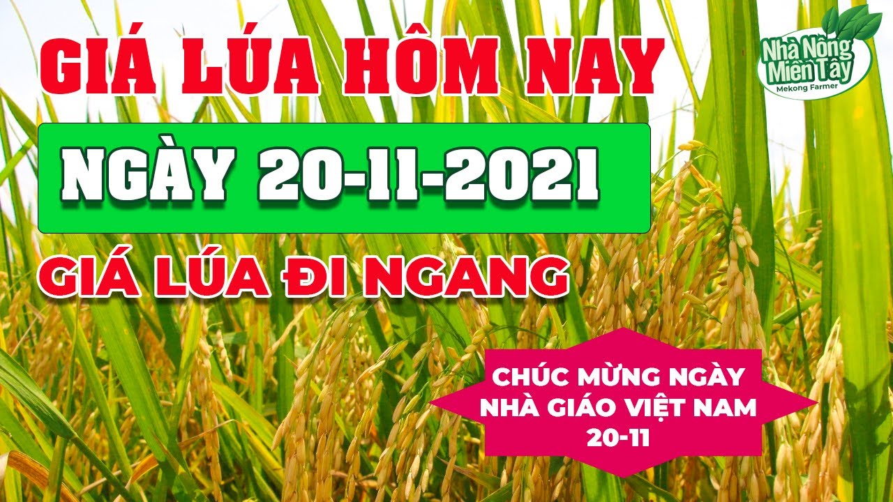 rice and paddy prices today