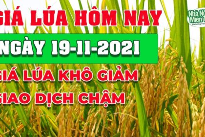 rice and paddy prices today