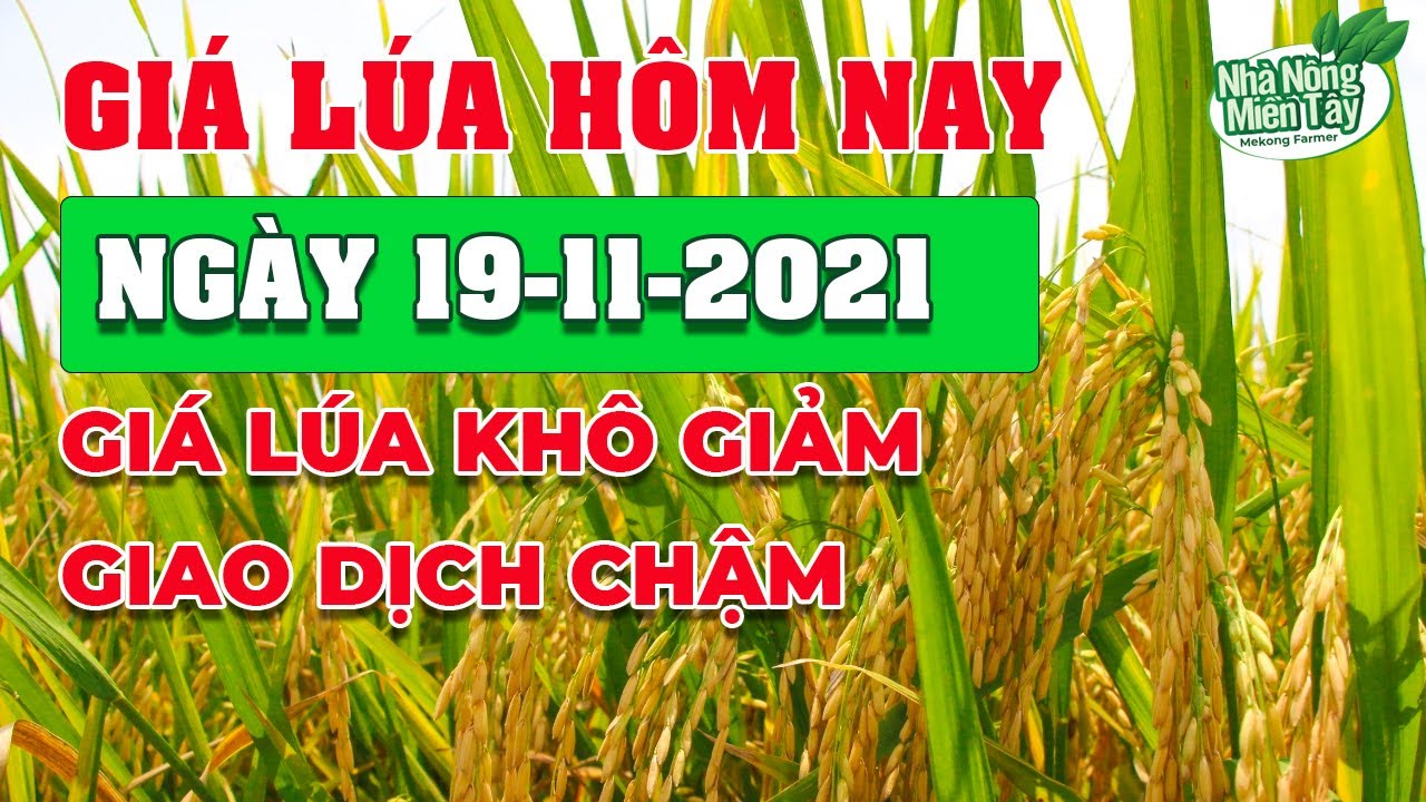 rice and paddy prices today