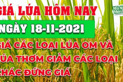 rice and paddy prices today