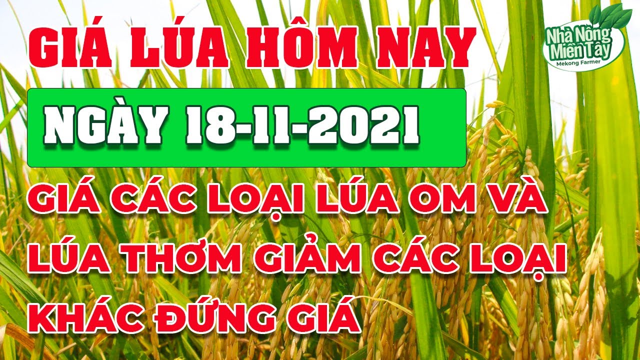 rice and paddy prices today