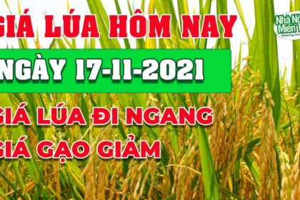 rice and paddy prices today