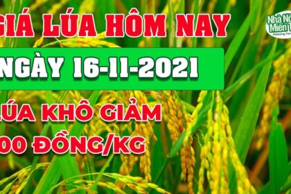 rice and paddy prices today