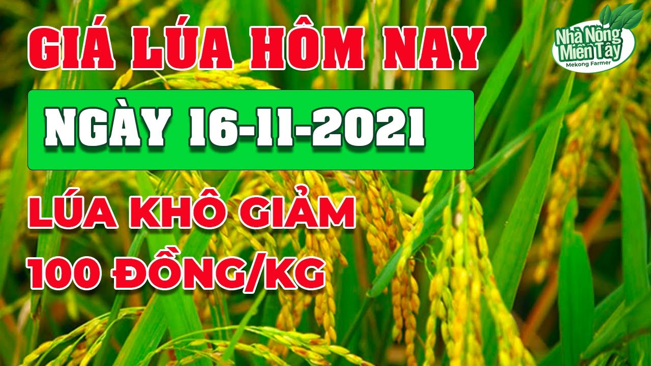 rice and paddy prices today