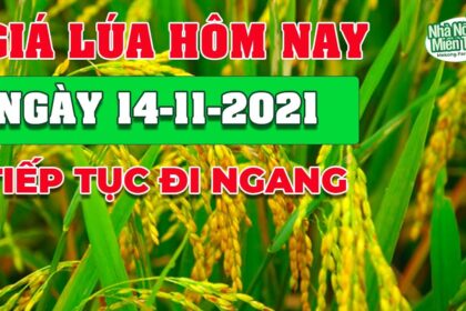 rice and paddy prices today