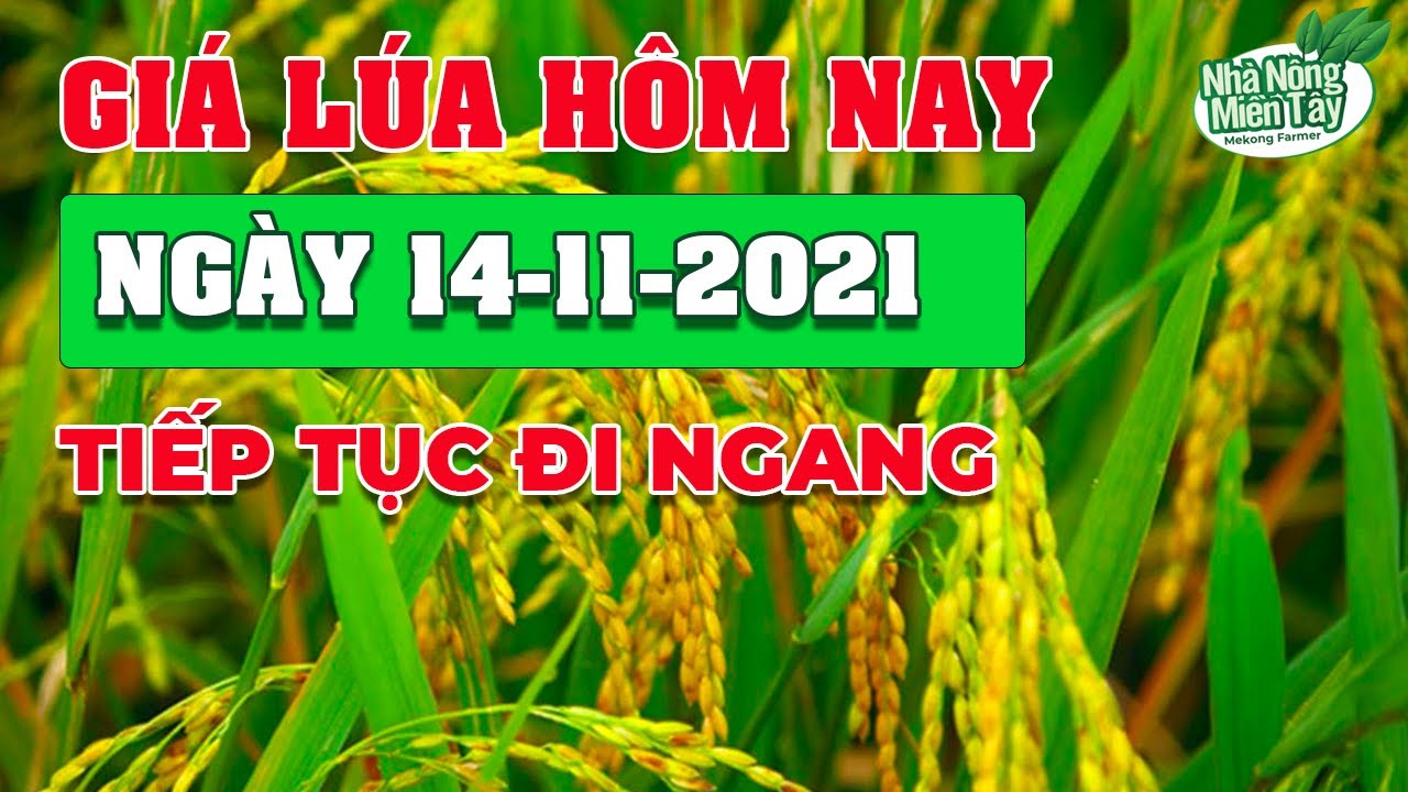 rice and paddy prices today