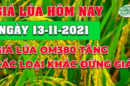 rice and paddy prices today