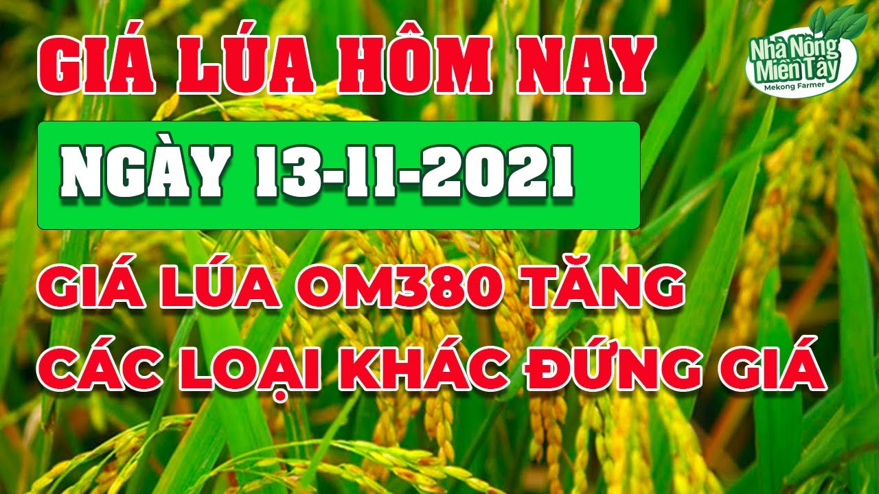 rice and paddy prices today