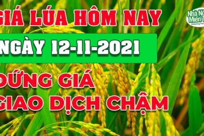 rice and paddy prices today