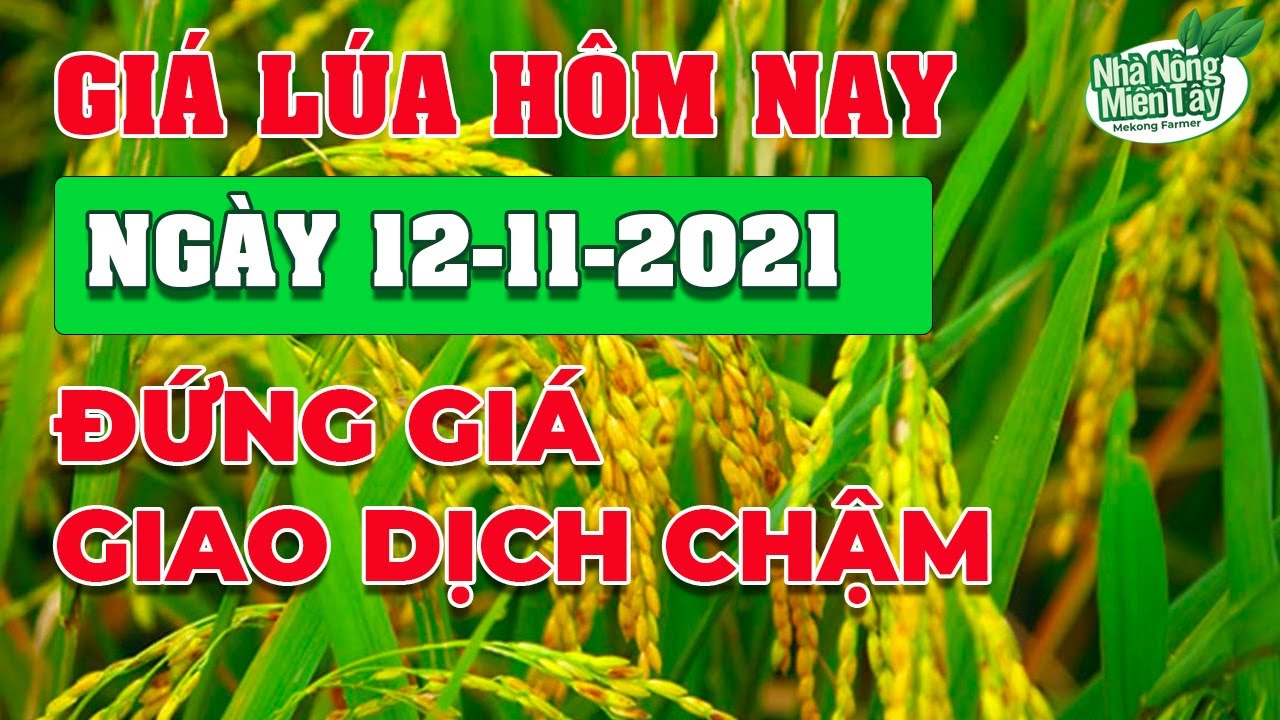 rice and paddy prices today