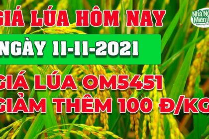 rice and paddy prices today