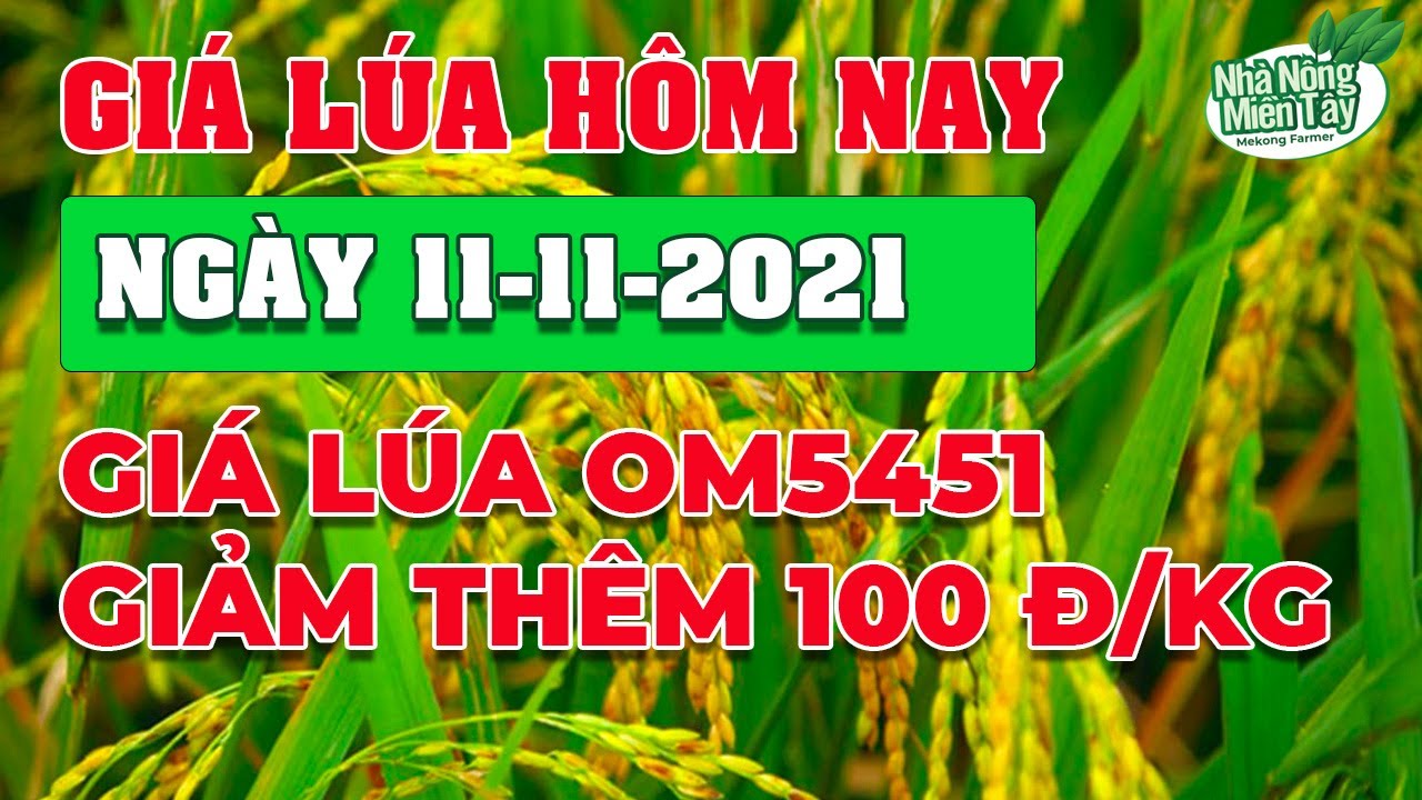 rice and paddy prices today