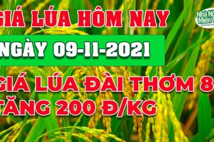 rice and paddy prices today