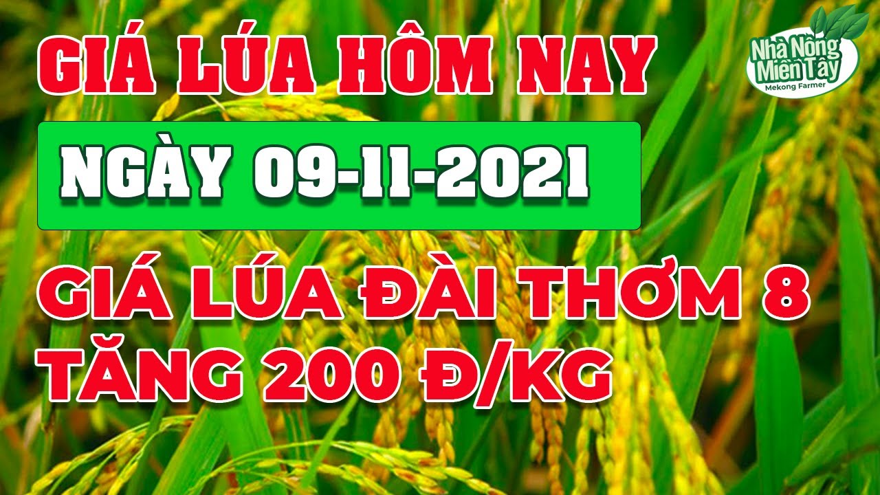 rice and paddy prices today