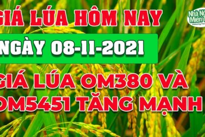 rice and paddy prices today