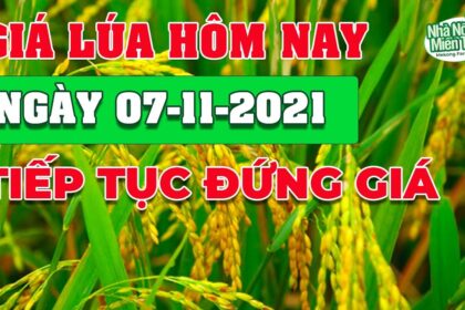 rice and paddy prices today