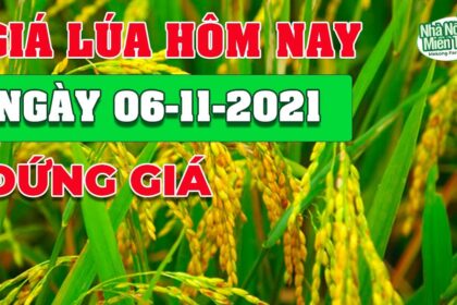 rice and paddy prices today