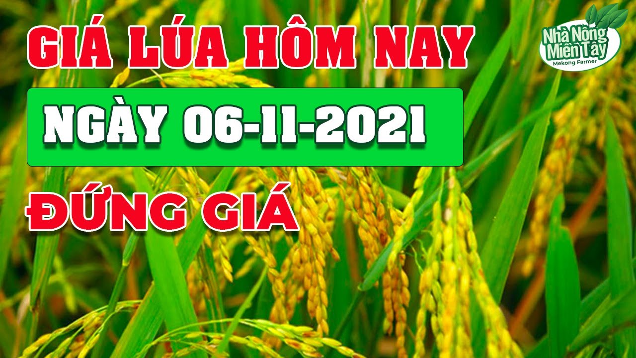 rice and paddy prices today