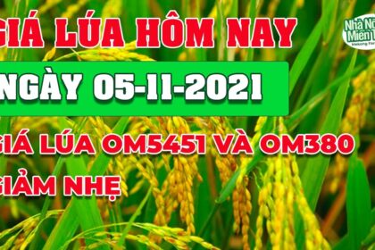rice and paddy prices today
