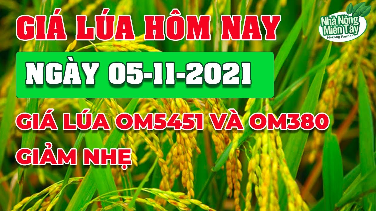 rice and paddy prices today