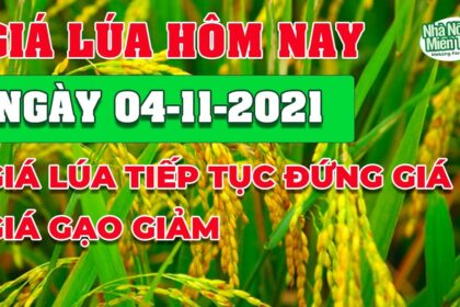 rice and paddy prices today
