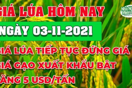 rice and paddy prices today