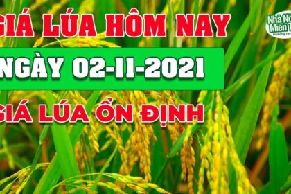 rice and paddy prices today