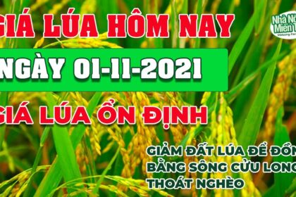 rice and paddy prices today