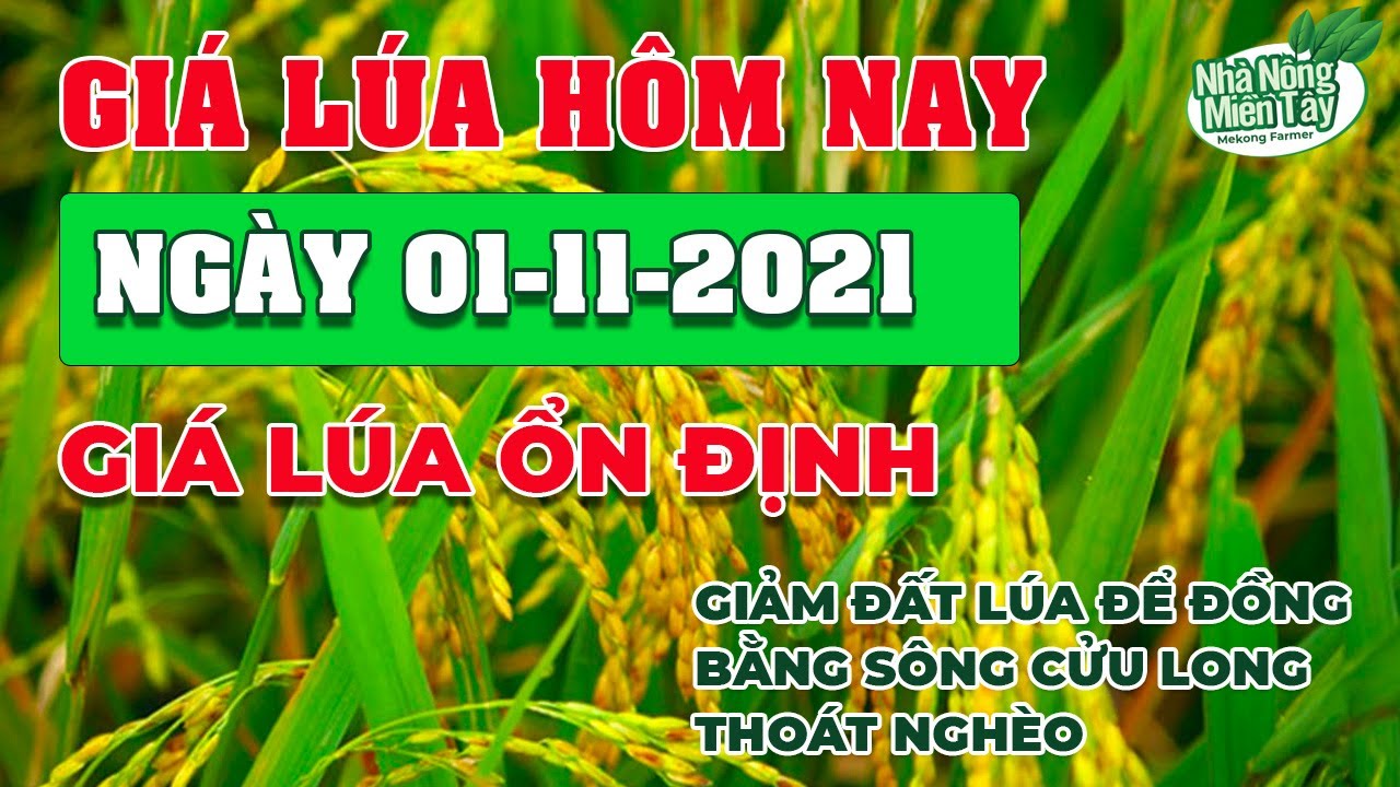 rice and paddy prices today