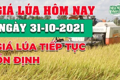 rice and paddy prices today