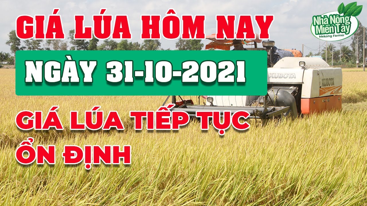 rice and paddy prices today