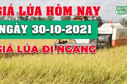 rice and paddy prices today