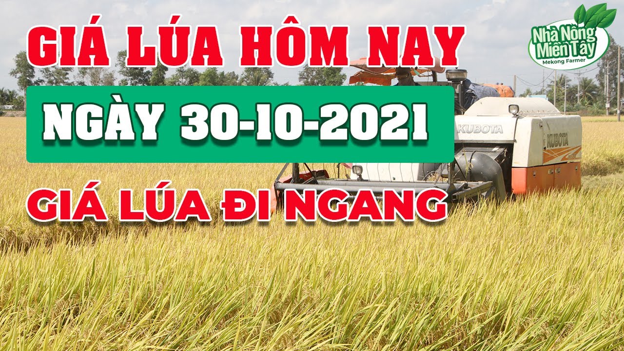 rice and paddy prices today