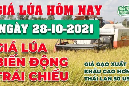 rice and paddy prices today