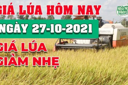 rice and paddy prices today