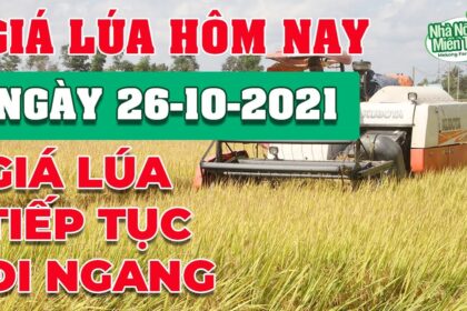 rice and paddy prices today