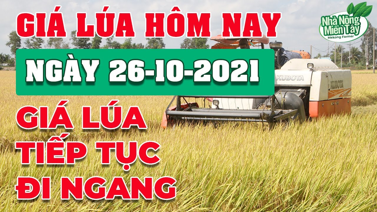 rice and paddy prices today
