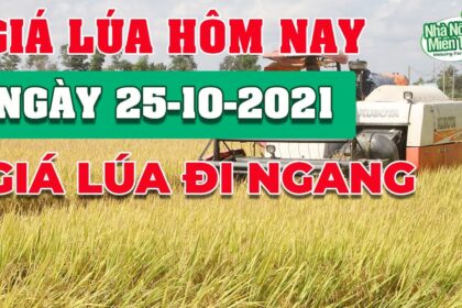 rice and paddy prices today