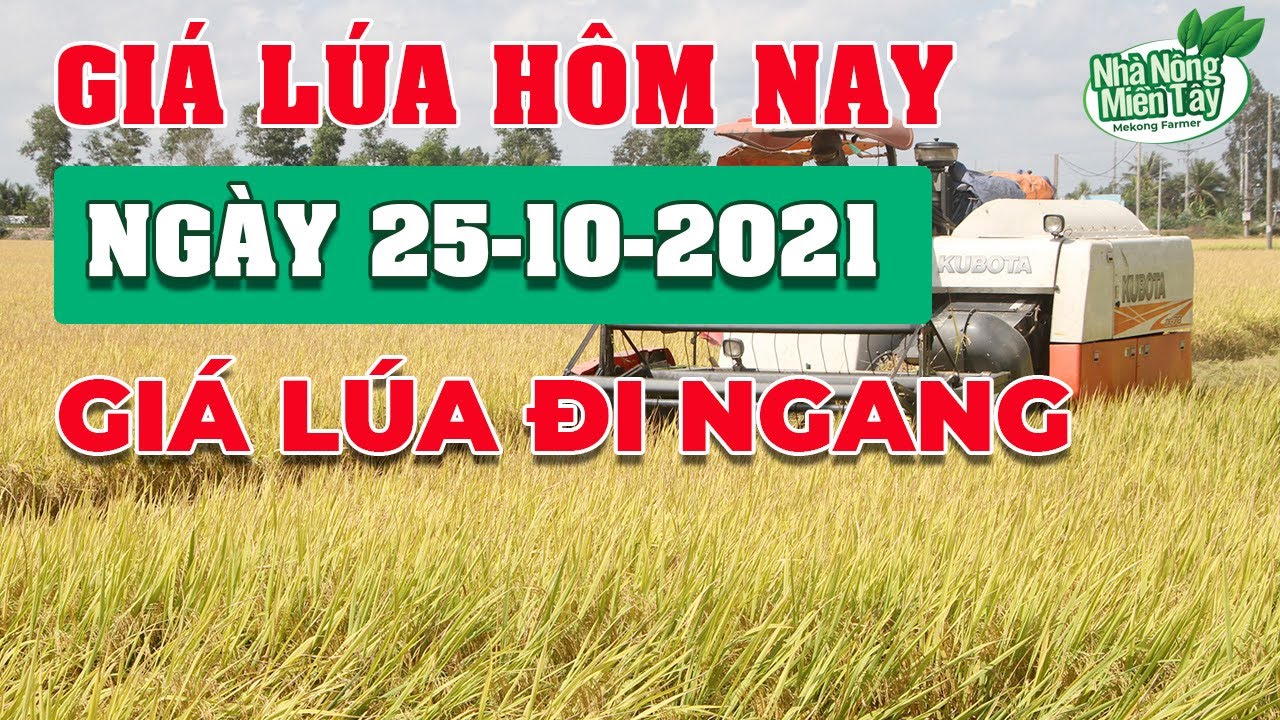 rice and paddy prices today