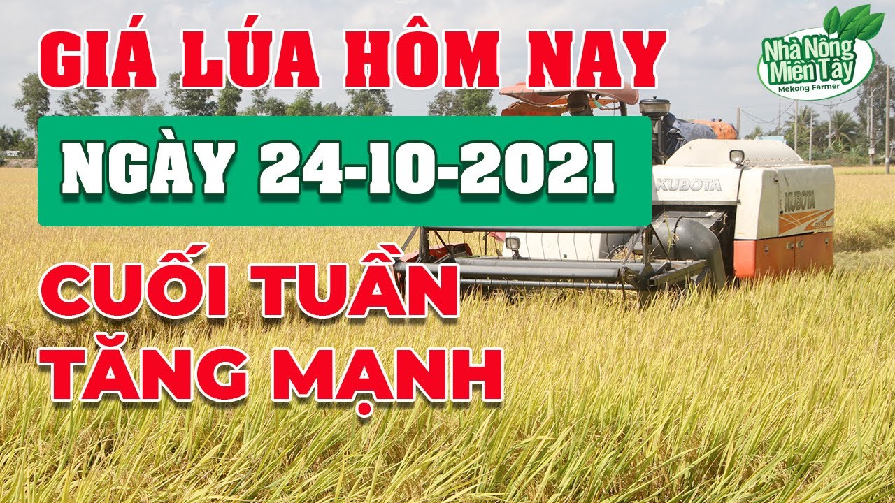 rice and paddy prices today