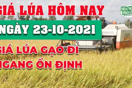 rice and paddy prices today