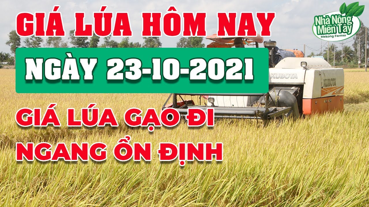 rice and paddy prices today