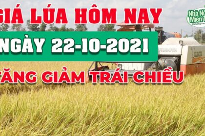 rice and paddy prices today