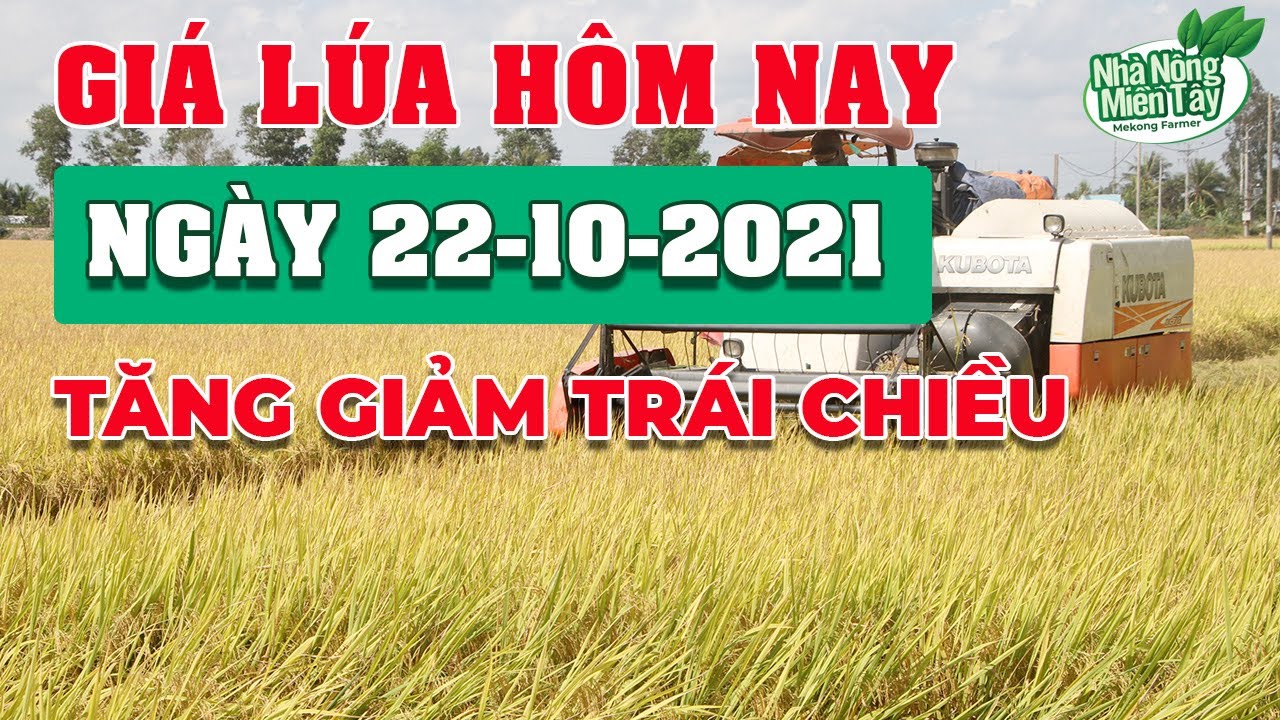 rice and paddy prices today