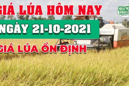 rice and paddy prices today