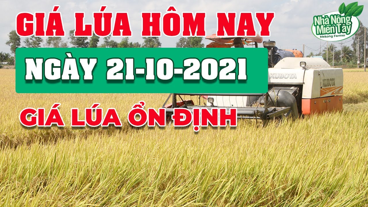 rice and paddy prices today