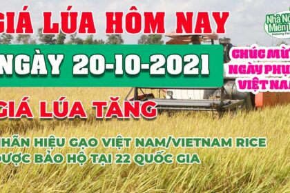 rice and paddy prices today