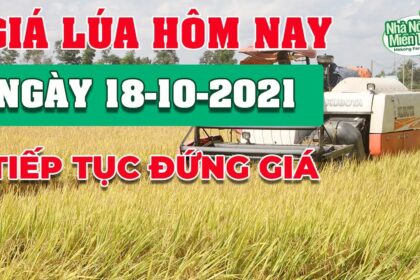 rice and paddy prices today