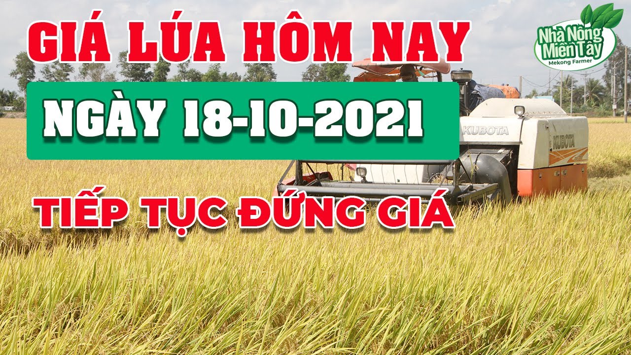 rice and paddy prices today
